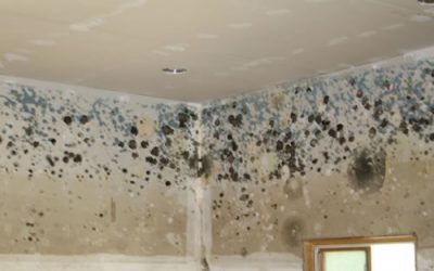 Mold Becomes Growing Problem